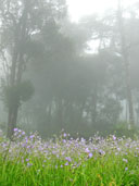 ทุ่งดอกหงอนนาค ลานภูสอยดาว อุทยานแห่งชาติภูสอยดาว 